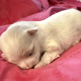 Maltese and Maltipoo Puppies from Julie Tremblay