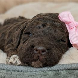 Stella - Brown female Lagotto Romagnolo puppy in West Jordan, Utah from Salt Lake Lagotto
