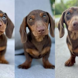Stout - Dachshund