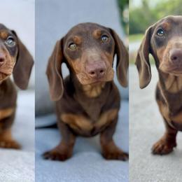 Stout - Dachshund