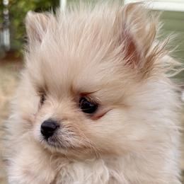 Westley - The Princess Bride's Farm Boy - Cream sable male Pomeranian puppy in Lake Forest Park, Washington from Tea Pup Pomeranians
