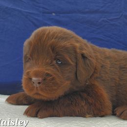 Haisley (White) - Brown female Newfoundland puppy in Winfield, Pennsylvania from Najuananlo Newfoundlands