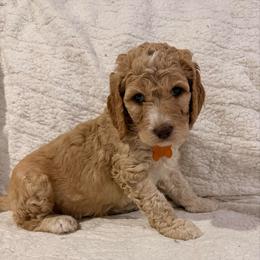 Noel - Cream female Goldendoodle puppy in Howard City, Michigan from Doodles and Chaos