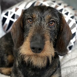 Pelle - Dachshund
