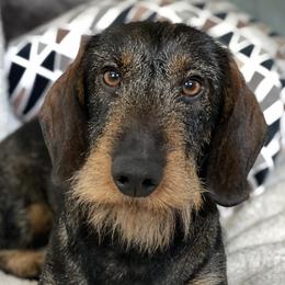 Pelle - Dachshund