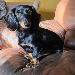 Allie - Dachshund