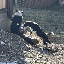 Border Collie Puppies from Roaring River Border Collies