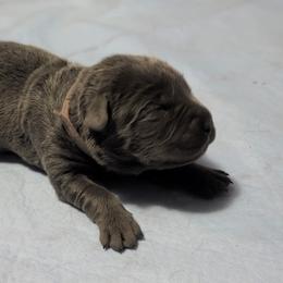 Pink collar - Gray female Cane Corso puppy in Cove, Oregon from Bane's Legacy Cane Corso