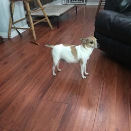 Chloe - Toy Fox Terrier