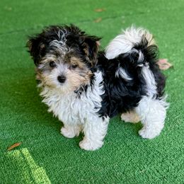 Companion Cross, Maltese, Morkie, and Yorkipoo Puppies from MC Kennels