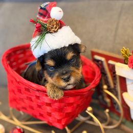 Kovu - Black and tan male Yorkshire Terrier puppy in Georgia from Nalley Kennels