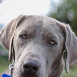 Labrador Retrievers from Silverback Labradors