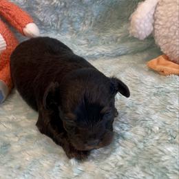Black Phantom M4 - Black phantom male Aussiedoodle puppy in Bee Branch, Arkansas from Scroggins Creek Doodles