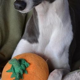Whippets from Horsetooth Whippets