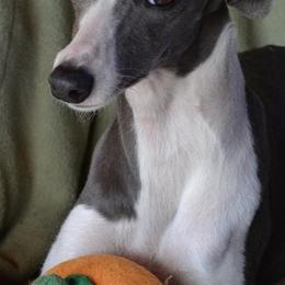 Whippets from Horsetooth Whippets