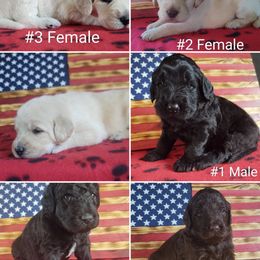 Labradoodle Puppies from Loveable Labradoodles and Poodles of Scotch Hollow