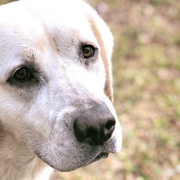Labrador Retrievers from G&L Southern Bred Labradors