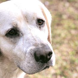 Labrador Retrievers from G&L Southern Bred Labradors
