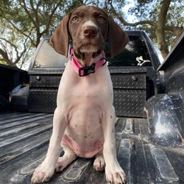 German Shorthaired Pointer Puppies from Tipsy Rabbit GSP TopDog Kennel