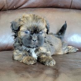 Shih Tzu Puppies from Juniverse Farm
