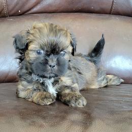 Shih Tzu Puppies from Juniverse Farm