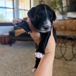 Charles - Black and white male Bernedoodle puppy in Yuba City, California from Ranch House Doodles