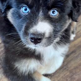 Male 2 - Black tri-color male Australian Shepherd puppy in Kaufman, Texas from Martin's Star Ranch Aussies