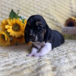 Girl 1 - Black and white female Basset Hound puppy in Manteca, California from AKC Basset Hounds Puppy