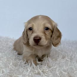 Zephyr - Cream male Dachshund puppy in Sacramento, California from HEFFERNAN HOUNDS