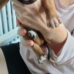 Burr - Wheaten blk nose male Rhodesian Ridgeback puppy in Alabama from Celtic Lore Ridgebacks