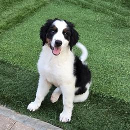 Amelia - Tri-color female Bernedoodle puppy in Orlando, Florida from Orlando Bernedoodles