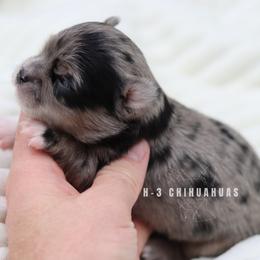 Girl 3 - Merle female Chihuahua puppy in Tulsa, Oklahoma from H-3 Chihuahuas