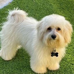 Monacelli - Maltipoo