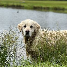 Golden Retriever and Labrador Retriever Puppies from Dream Pup