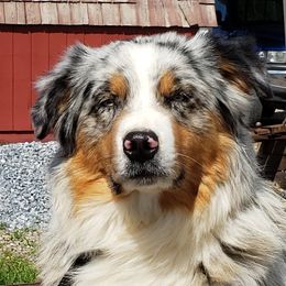 Treasure - Australian Shepherd