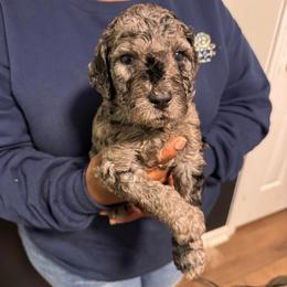 Cupid - Merle male Goldendoodle puppy in Simpsonville, South Carolina from D & D Golden Doodles, LLC