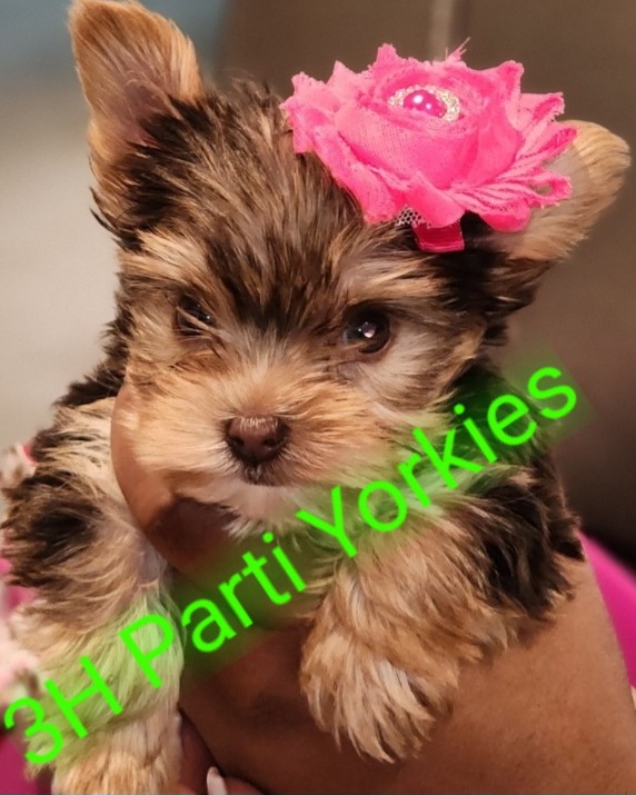 Yorkshire Terrier Puppies from 3Hpartiyorkies