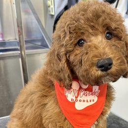 Gumball - Red Labradoodle puppy in Chelan, Washington from North Cascades Doodles