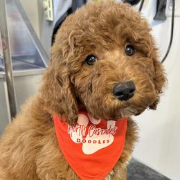 Gumball - Red Labradoodle puppy in Chelan, Washington from North Cascades Doodles