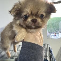 Chewy - Fawn male Chihuahua puppy in El Sobrante, California from Dolce Coco Chihuahuas