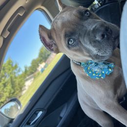 Boxer and Cane Corso Puppies from Soaring Royalty Canines LLC