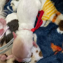 Girl 1 - White female Havanese puppy in Cochran, Georgia from Dean Supreme