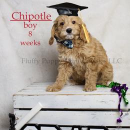 Chipotle (red collar) boy - Red  male Goldendoodle puppy in Corona, California from Fluffy Puppy Mini Doodles LLC