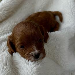 Ruby - Red female Cavapoo puppy in Gilbert, Arizona from Arizona Toy Cavapoos – Health‐Tested & Home‐Raised