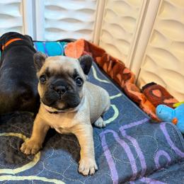 Rip - Fawn male French Bulldog puppy in Neenah, Wisconsin from Mimosa Acres French Bulldogs LLC
