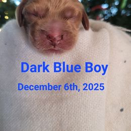 Blue Boy - Red male Cockapoo puppy in Dayton, Ohio from There's no place like home spaniels