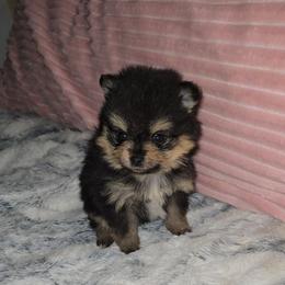 Asia - Black and tan female Pomeranian puppy in Angleton, Texas from Pomeranian Palace, LLC