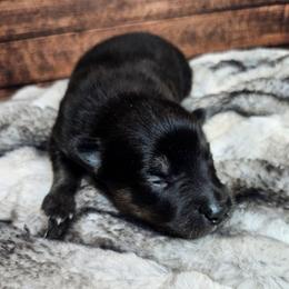 Onyx - Black male Pomsky puppy in Southern California, California from SoCal Pomskies LLC