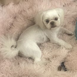 Olivia - Shih Tzu