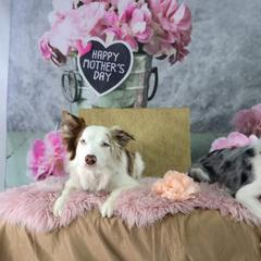 Bordoodle Puppies from 2J 2K Bordoodles